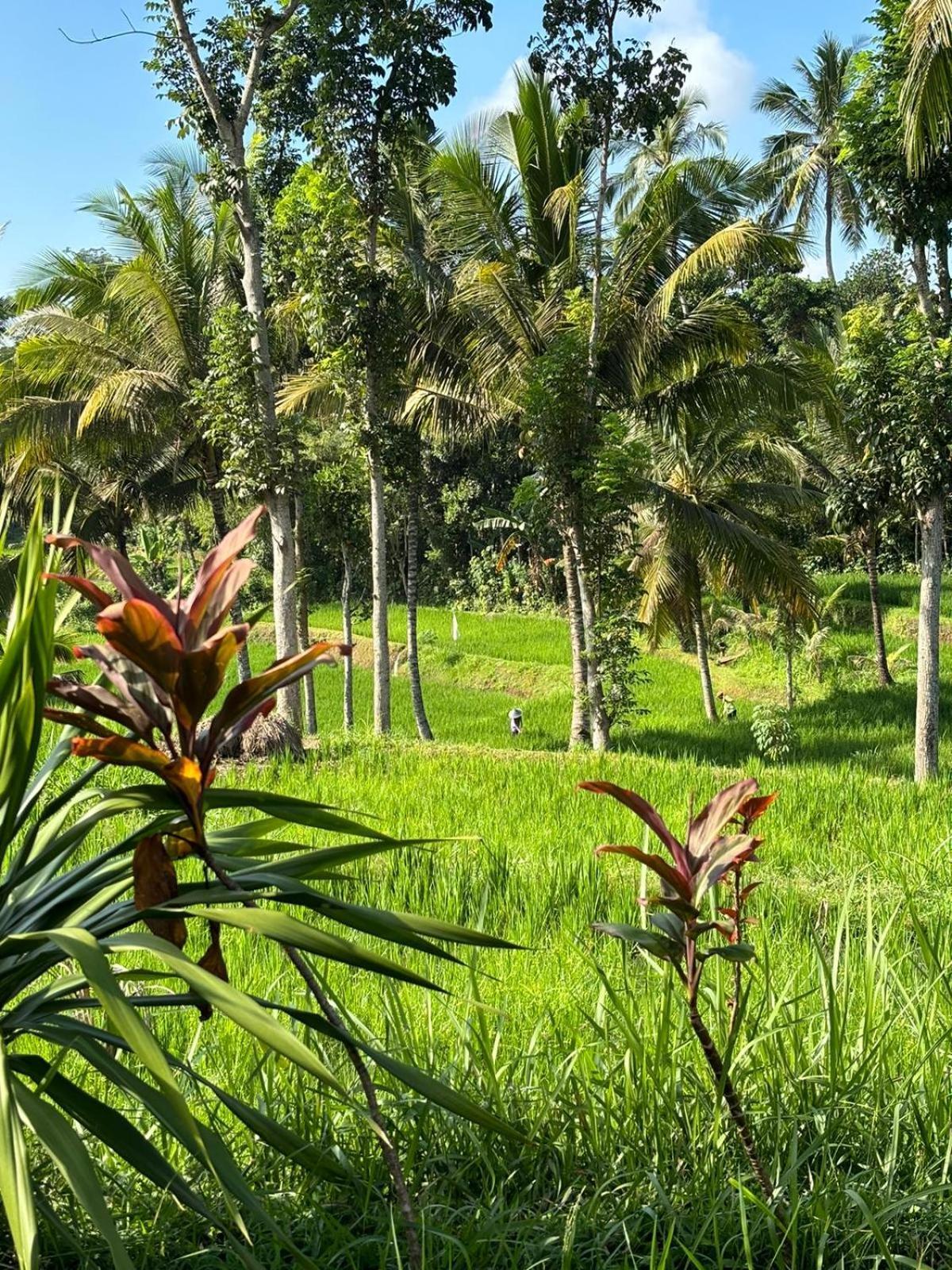 Muni'S Terrace Bungalow Kotaraja Buitenkant foto