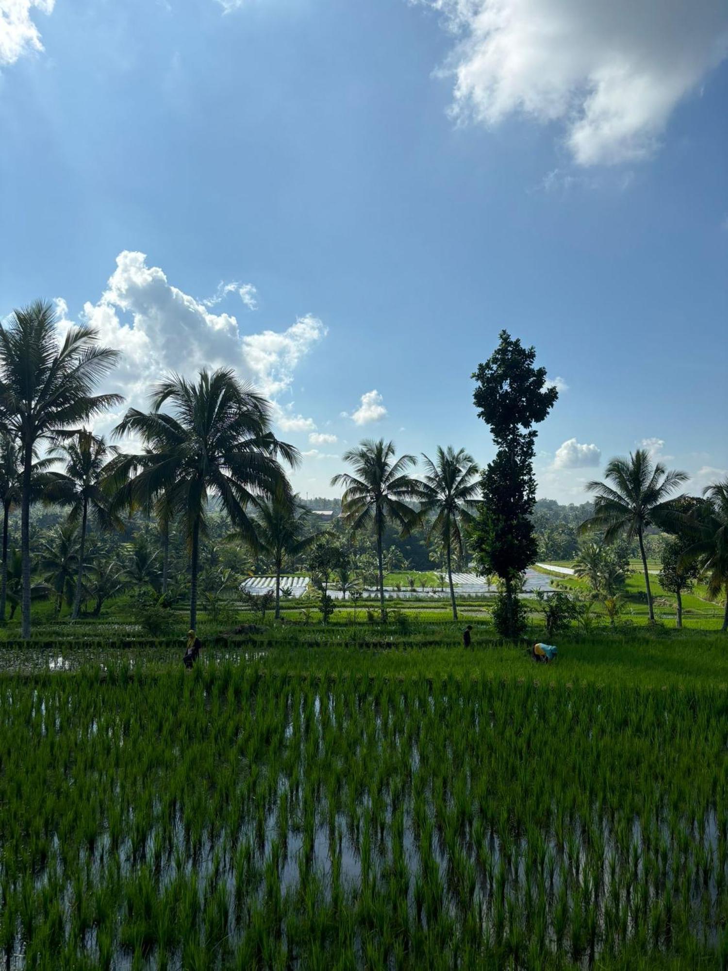 Muni'S Terrace Bungalow Kotaraja Buitenkant foto