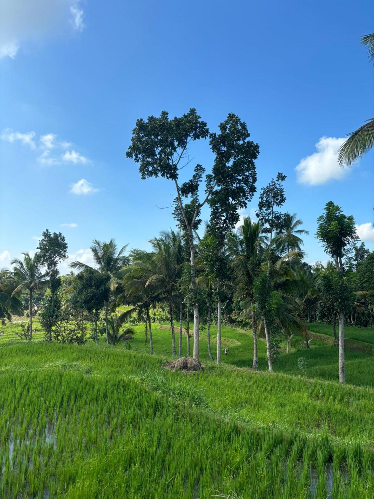 Muni'S Terrace Bungalow Kotaraja Buitenkant foto